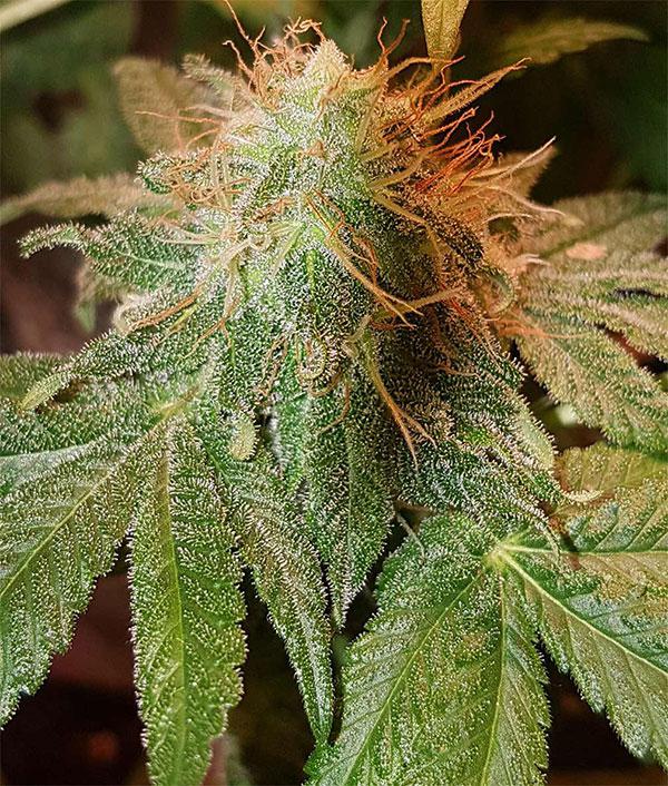 Bruce Banner cannabis pics