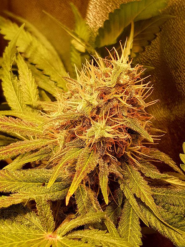 Bruce Banner cannabis pics