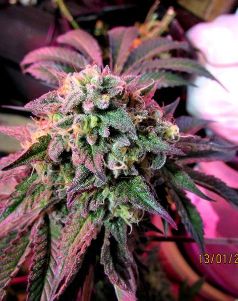 cherry pie cannabis pics
