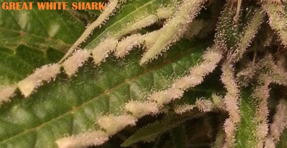 great white shark cannabis pics