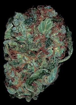 matanuska tundra cannabis pics