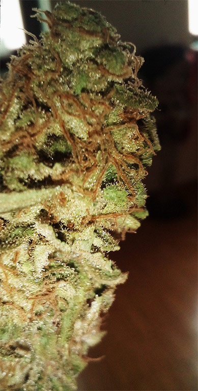skunk 1 cannabis pics