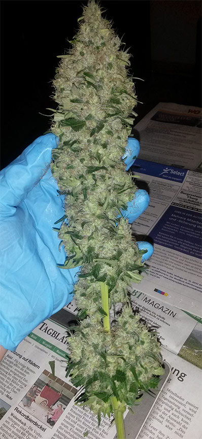 skunk 1 cannabis pics