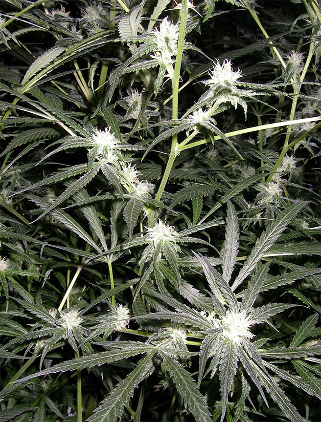 trainwreck cannabis pics