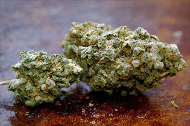 trainwreck cannabis pics