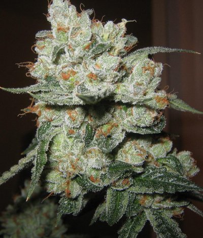 white fire kush cannabis pics