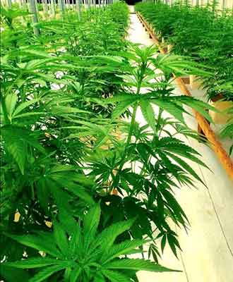 marijuana growing indoors