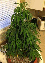 overwatered plant