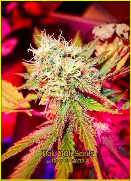 photo of black-domina autoflowering cannabis bud