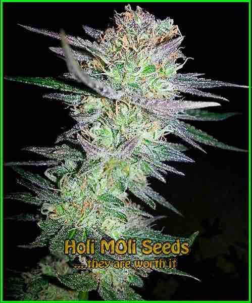photo of girl-scout-cookies feminized cannabis bud
