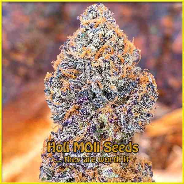 photo of grape-ape autoflowering cannabis bud