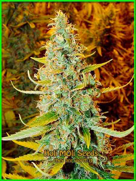 photo of Juicy Fruit feminized cannabis bud
