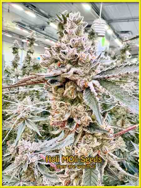 photo of la-confidential autoflowering cannabis bud