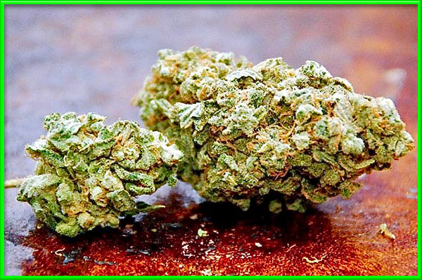 photo of trainwreck autoflowering cannabis bud
